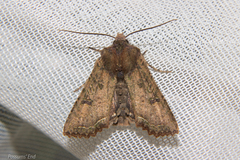 Meterana inchoata
