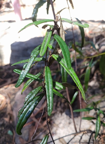 Image of Lasiopetalum ferrugineum by (c) Eamonn Culhane, some rights reserved (CC BY)