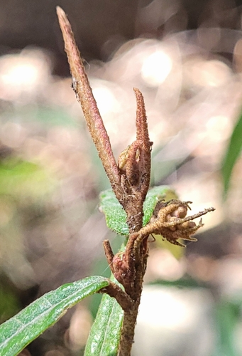 Image of Lasiopetalum ferrugineum by (c) Eamonn Culhane, some rights reserved (CC BY)