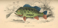 Imperial Peacock Bass photo 2