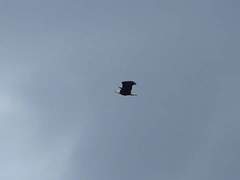 Haliaeetus leucocephalus washingtoniensis