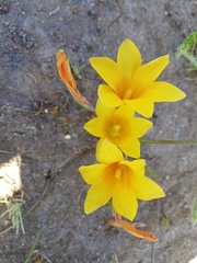 Romulea saldanhensis