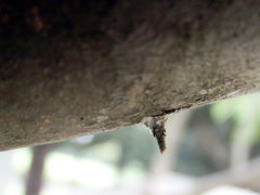 Striglocyrbasia meguae