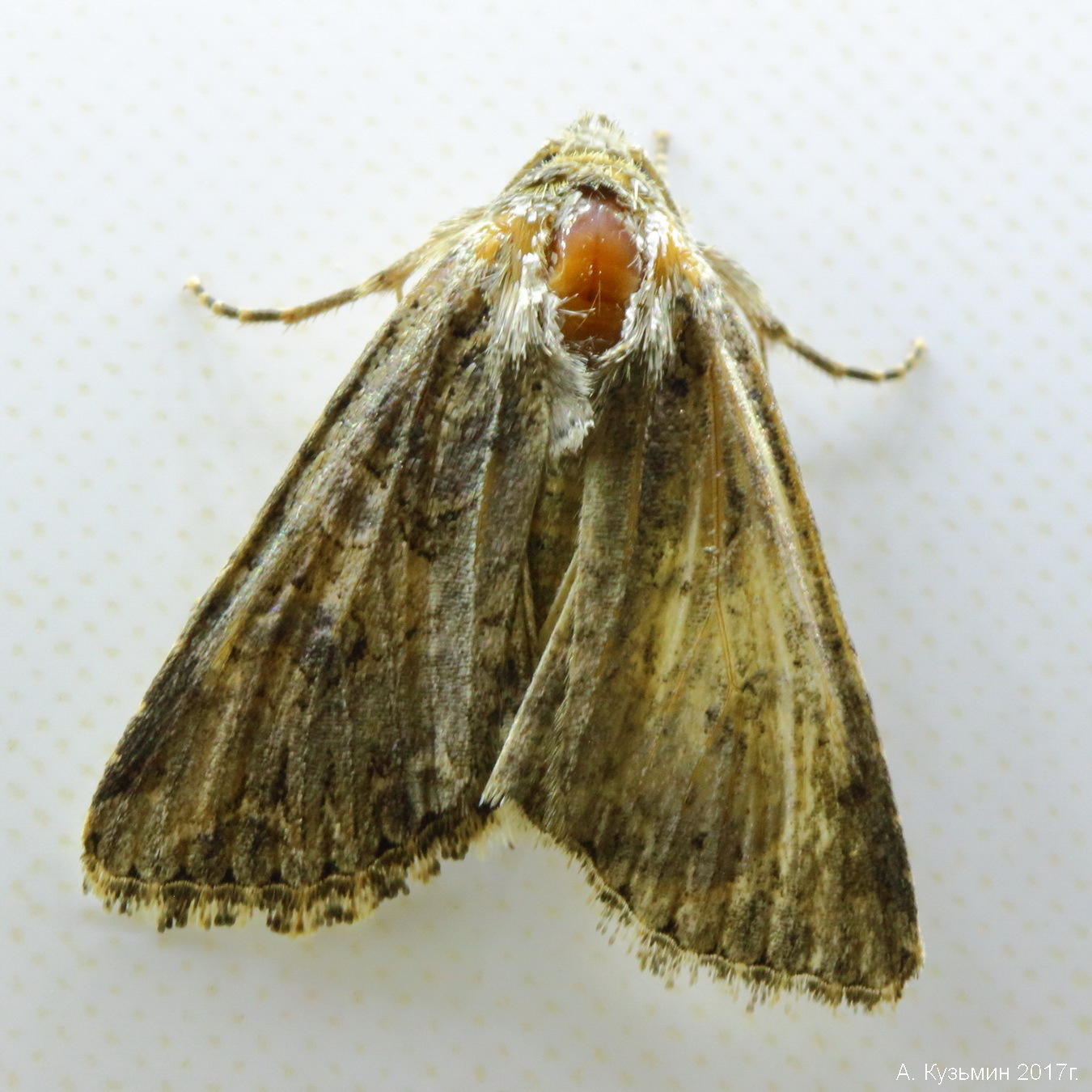 Совка Клеверная (Anarta trifolii)