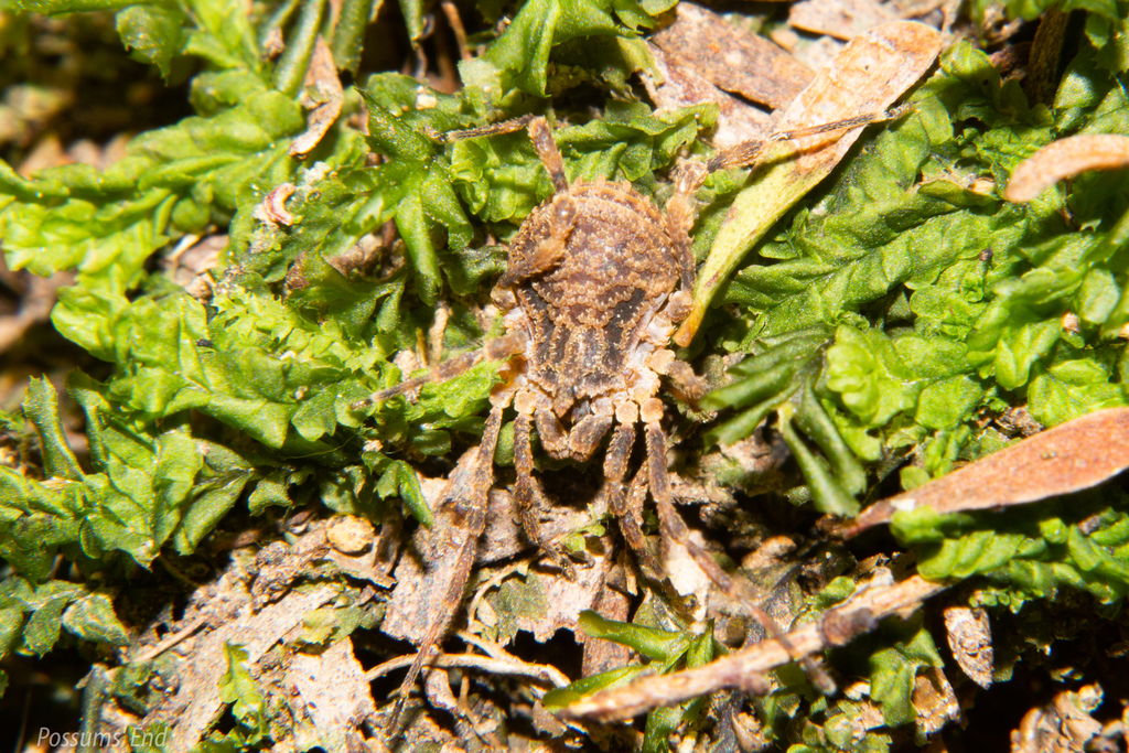 Pristobunus