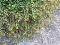 Abelia × grandiflora