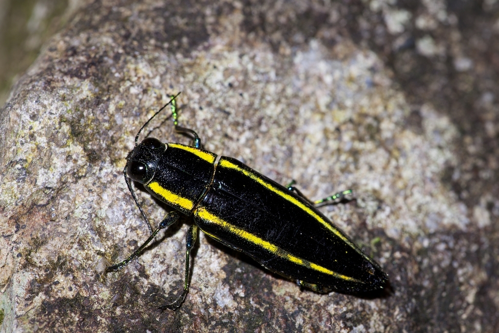 Iridotaenia bellicosa