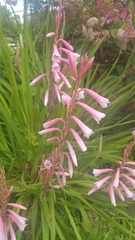 Watsonia borbonica