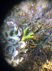 Heterodermia leucomelos