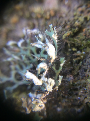 Heterodermia leucomelos