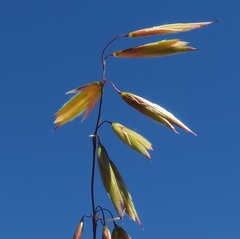 Ehrharta thunbergii