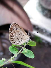 Pseudozizeeria maha okinawana