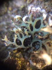 Heterodermia leucomelos