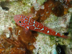 Caesiura Dwarfgoby photo 2