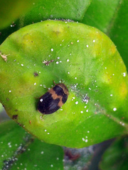 Attagenus fasciatus