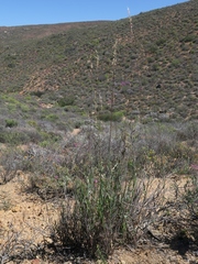 Ehrharta thunbergii