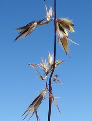 Ehrharta thunbergii