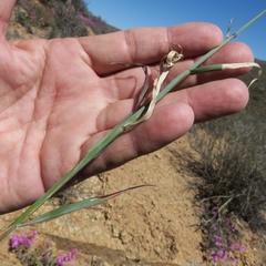 Ehrharta thunbergii