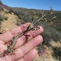Ehrharta thunbergii