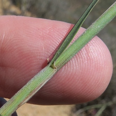 Ehrharta thunbergii