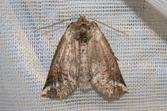 Declana junctilinea