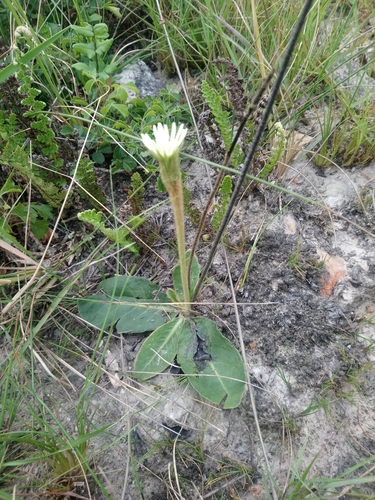 Image of Gerbera piloselloides by (c) Shaun Swanepoel, some rights reserved (CC BY)