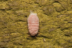 Coelostomidia zealandica