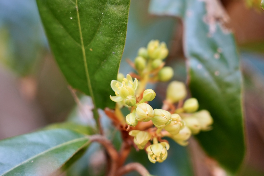 Machilus grijsii (Machilus grijsii)