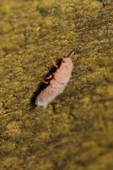 Coelostomidia zealandica