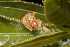 Tuicoris excelsus