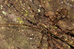 Austrolimnophila argus