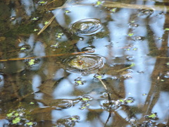 Lithobates catesbeianus