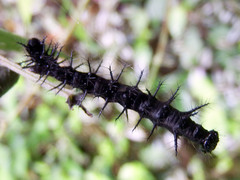 Symbrenthia lilaea formosanus