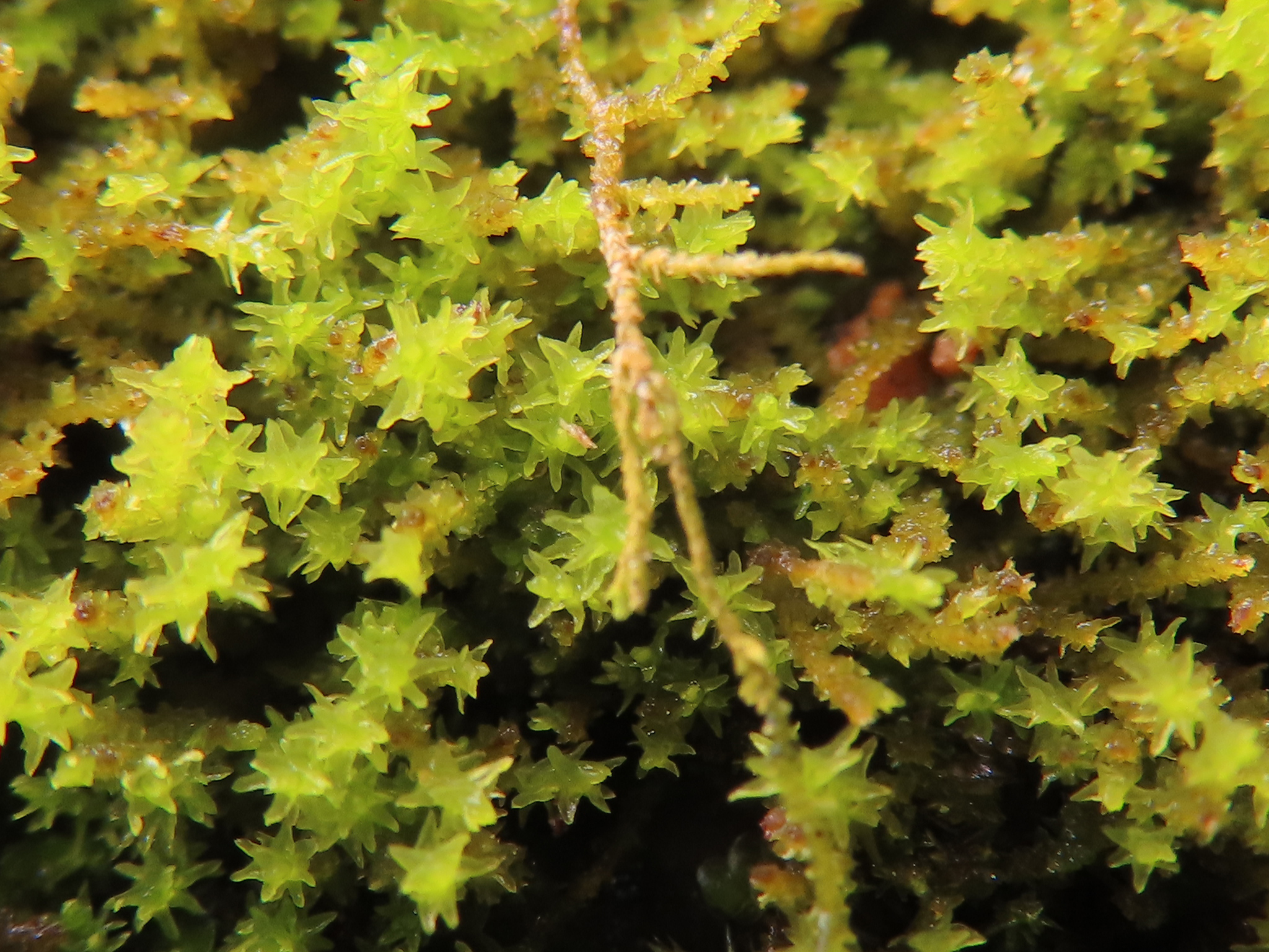 Anomodon thraustus