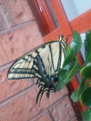 Papilio multicaudata