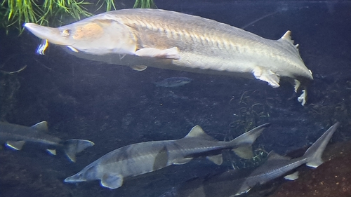 Beluga Sturgeon