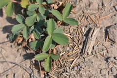 Fragaria cascadensis