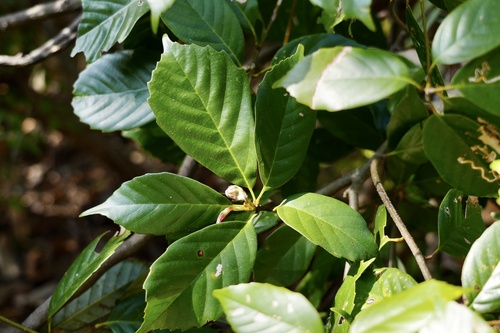 Quercus glauca iNat (3)