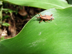 Sphenocorynes kosempoensis
