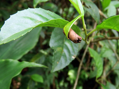 Paratrachelophorus nodicornis