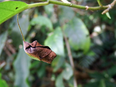 Paratrachelophorus nodicornis