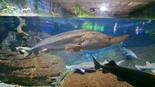 Beluga Sturgeon