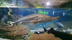 Beluga photo 2