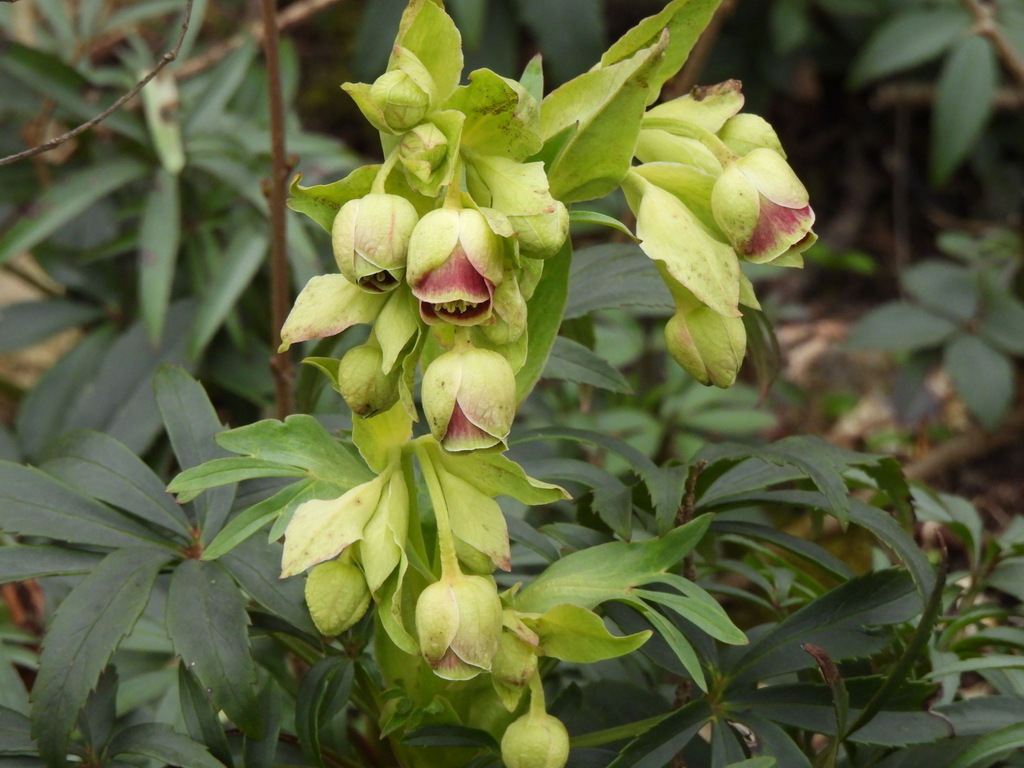 Helleborus foetidus — a medium houseplant, prefers partial sun light