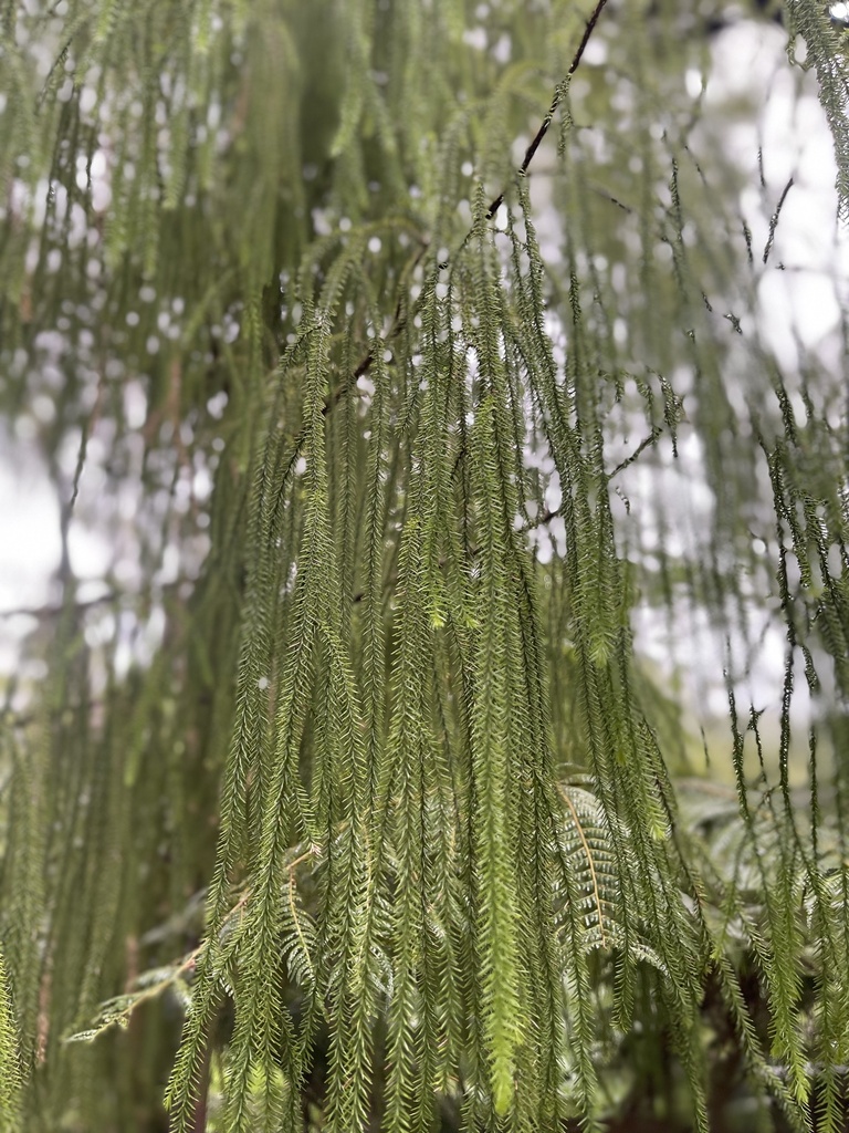 rimu from Te Waipounamu/South Island, Abel Tasman National Park, Tasman ...