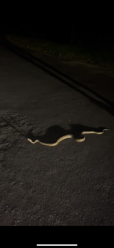 Diamond Python sighting