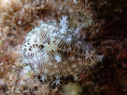 Monetaria moneta observed 2023-02-28