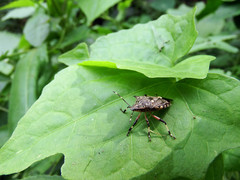 Eocanthecona furcellata
