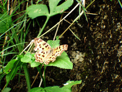 Polygonia c-aureum lunulata