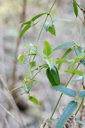 Clematis chinensis iNat (1)